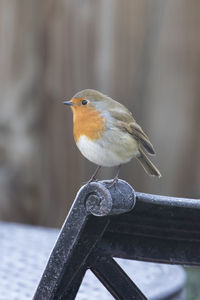 Close-up of robin perching on chair during winter