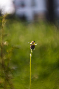 Close-up of insect on plant