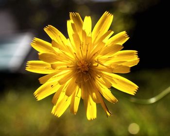 Close-up of yellow flowering plant