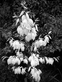 Close up of flowers