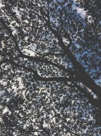 Low angle view of cherry blossoms against sky