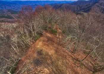 High angle view of trees on field