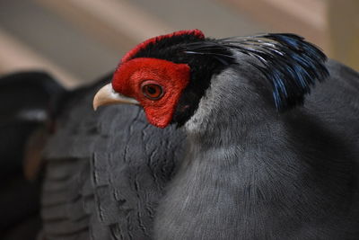 Close up of siamese fireback. 