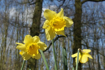 Close-up of yellow daffodil blooming outdoors