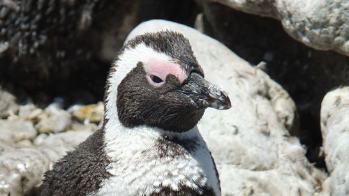 Close-up of duck on rock