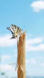 Close-up of butterfly perching on stem against sky