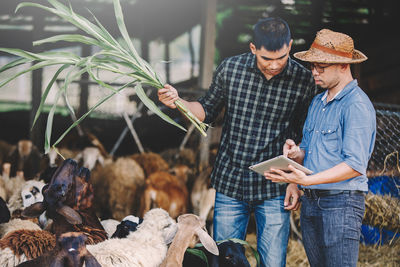 Financial advisor discussing with farmer by sheep at farm