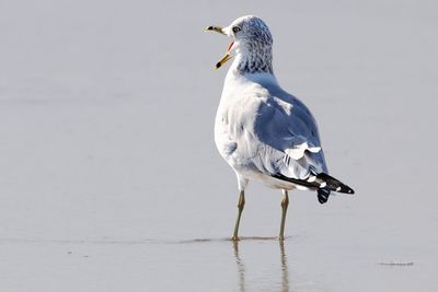 Rear view of seagull at wet beach