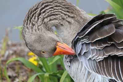 Close-up of duck