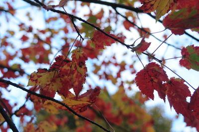 Low angle view of maple tree against sky