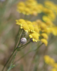 Close-up of yellow flower