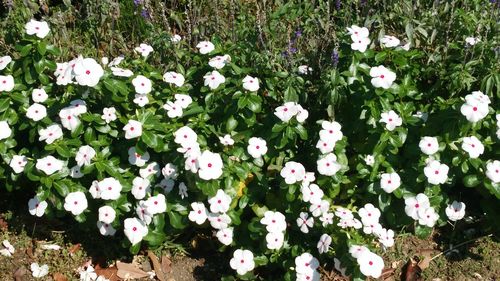 Flowers blooming outdoors