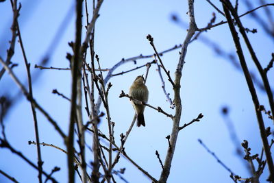 Low angle view of bird perching on tree against clear sky