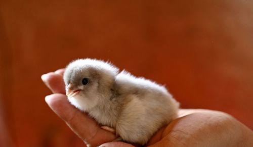 Close-up of hand holding bird