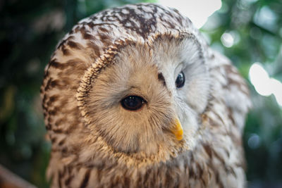 Close-up portrait of owl