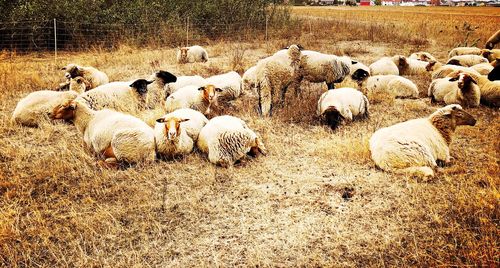 Group of people in the field
