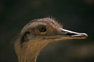 Close-up of eagle