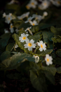 Close-up of white flowering plants