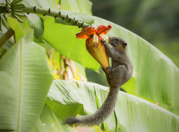 Close-up of bird perching on plant