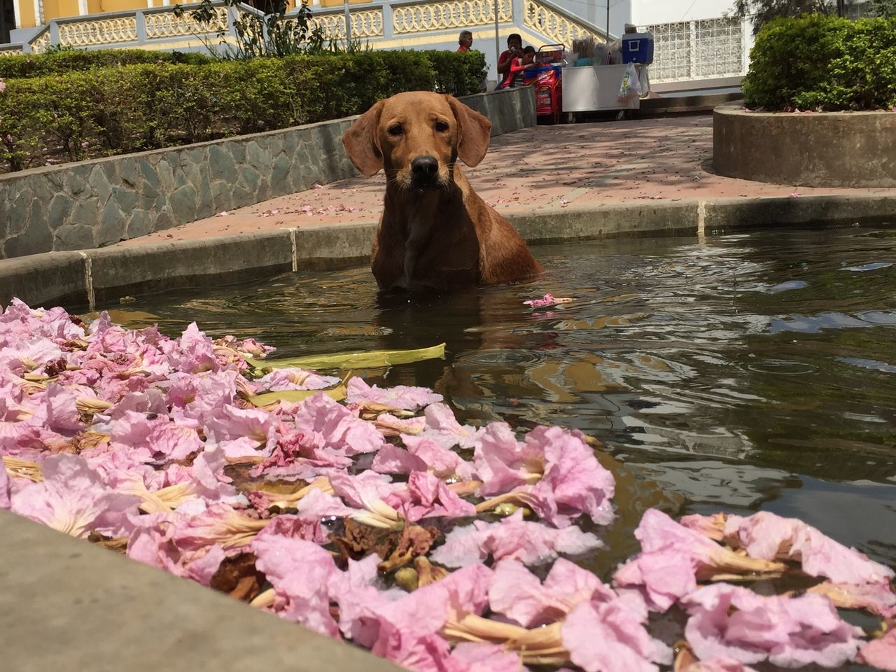 flower, dog, animal themes, pets, one animal, domestic animals, pink color, water, built structure, mammal, sitting, building exterior, full length, architecture, freshness, pond, outdoors, plant, day, nature