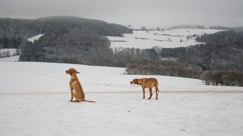 Dog on field against sky during winter