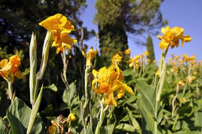 Close-up of yellow flowers blooming outdoors