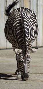 Zebra standing on street