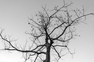 Low angle view of bare trees