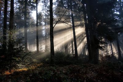 Sunlight streaming through trees in forest