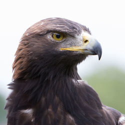 Close-up of a bird looking away