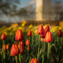 Close-up of red tulips blooming in field