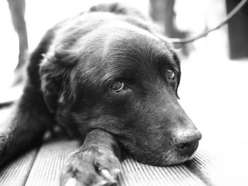 Close-up of puppy