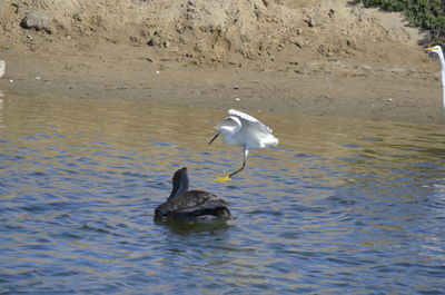 Bird in lake