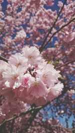 Pink flowers blooming on tree