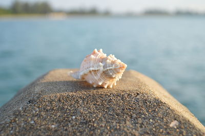 Close-up of shell on rock