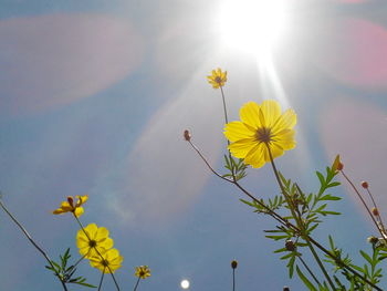 Yellow flowers blooming against sky