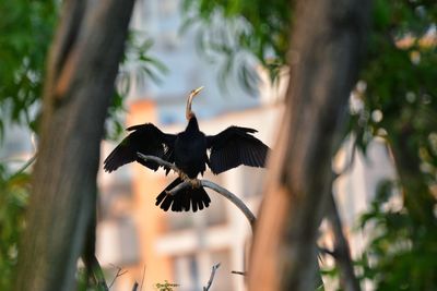 Low angle view of bird flying