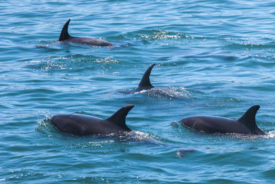 View of fish swimming in sea