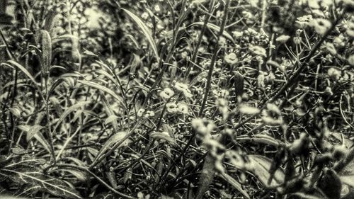 Close-up of grass growing on field