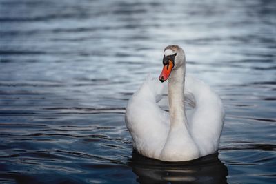 Close-up of swan swimming in lake