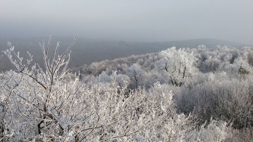 Scenic view of landscape