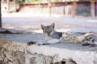 Portrait of cat lying down