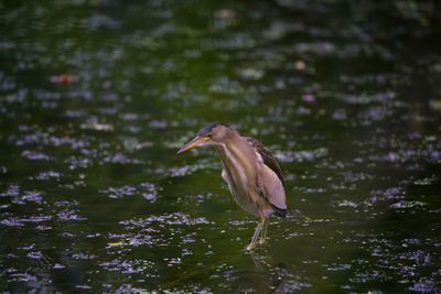 View of a bird in lake