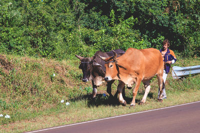 Horses in a field