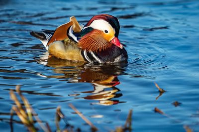 Duck swimming in lake