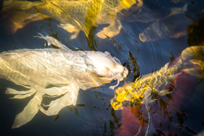 Fish swimming in sea