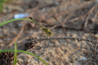 Close-up of insect perching on leaf