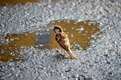 High angle view of bird perching on a lake