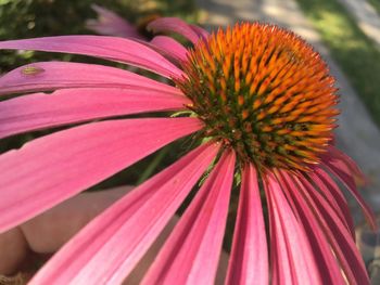 Close-up of pink flower