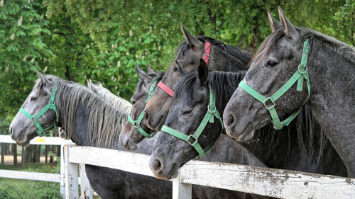 Horses tied up on tree